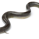 Ejemplar adulto de anguila europea. Foto: Shutterstock
